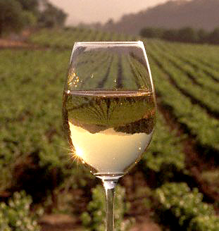 Moravian Wine